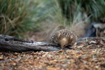 echidna walking in the bush