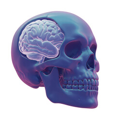 Isolated Skull with Brain Exposed