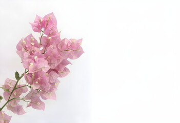 Pink blooming bougainvillea isolated on white background 