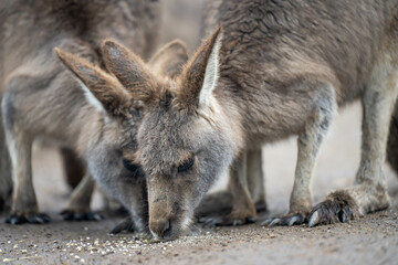 kangaroo in a wildlife reserve close up