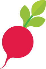 Beetroot Vector Illustration 