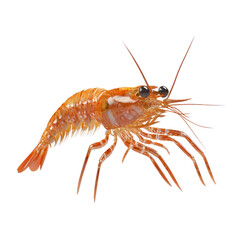 3D icon of Grass shrimp isolated on transparency background