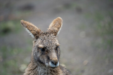 kangaroo in a wildlife reserve close up