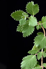 Myrrh is a medicinal plant of the species Commiphora myrrha, also known as Arabic myrrh. image