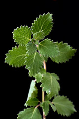 Myrrh is a medicinal plant of the species Commiphora myrrha, also known as Arabic myrrh. image
