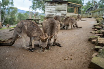 kangaroo in a wildlife reserve close up