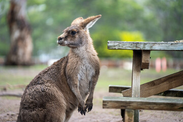 kangaroo in a wildlife reserve close up