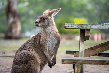 kangaroo in a wildlife reserve close up