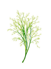 Obraz premium Watercolor painted dill. Hand drawn fresh food design element isolated on white background.