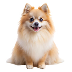 Obraz premium Cute Pomeranian Dog