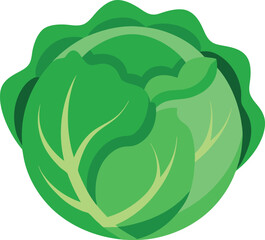 Cabbage vegetable vector illustration