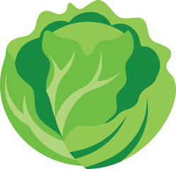 Cabbage vegetable vector illustration