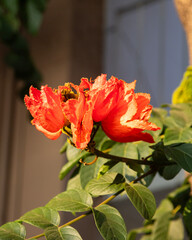 The African tulip tree (Spathodea campanulata). Colorful flowers in the Oaxaca region of Mexico.