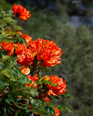 The African tulip tree (Spathodea campanulata). Colorful flowers in the Oaxaca region of Mexico.