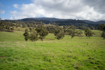 Naklejka premium green fields on a farm with trees in spring