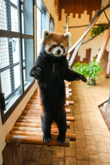 standing red panda
