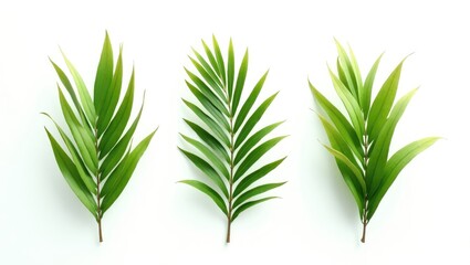 Fototapeta premium Green coconut palm leaves on a white background, grouped.
