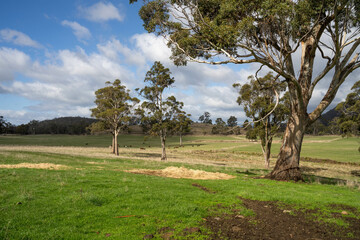 green fields on a farm with trees in spring