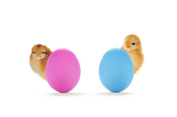 chick peeking out from behind easter egg isolated on white background