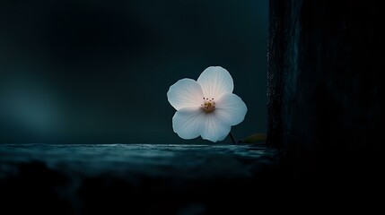 Delicate white flower on dark teal background with soft lighting creates moody atmospheric composition, highlighting natural beauty and solitude.