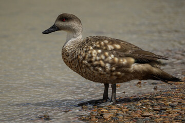 Marbled duck posing on river coastline