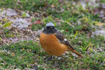 草むらに佇むジョウビタキの雄