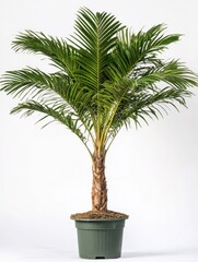 Obraz premium Elegant areca palm tree in a pot against white backdrop indoor studio shot with natural light and vibrant green leaves