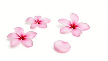 Obraz premium Collection of Pink Frangipani isolated on White