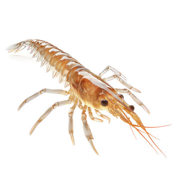 3D icon of Skeleton shrimp isolated on transparency background