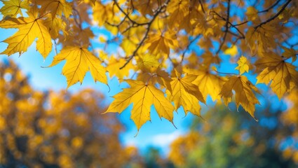 Obraz premium Foliage in a park. Tree leaves. Background scenery.