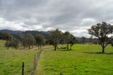 Stud Beef bulls and cows grazing on grass in a field, in Australia. breeds include speckle park,...