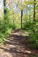 The empty trail in the woods on a sunny day.