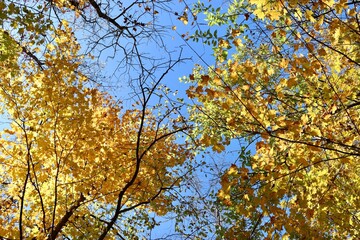 A view under the fall trees in the forest.