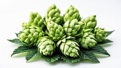 Fresh green hops on a white backdrop. Beer production.