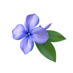 3D icon of Common periwinkle isolated on transparency background
