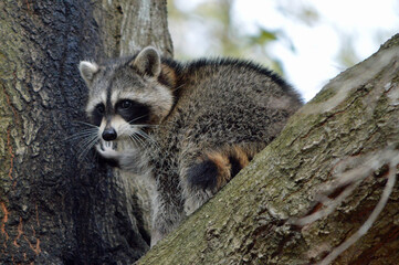 A juvenile raccoon up in a tree, body facing away, head looking over shoulder with one hand on the tree trunk in a backyard in central Florida 