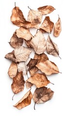 Assorted dried leaves scattered on a white surface