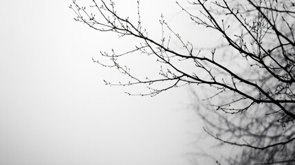 Silhouetted bare tree branches with cloudy sky