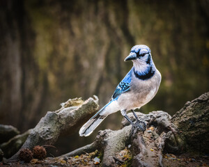 A blue jay is perched thoughtfully on a twisted tree root, with a blurred, natural background that highlights its striking plumage. The bird's vibrant blue and white feathers contrast with background.
