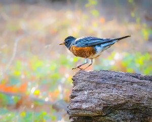 A bird with vibrant plumage perches on a weathered log, standing out against a softly blurred background of greens and browns. The scene captures a moment of stillness in nature..
