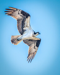 A bird of prey soars gracefully through a clear blue sky, showcasing its impressive wingspan and intricate feather patterns. The sunlight highlights the contrasting colors on its wings..
