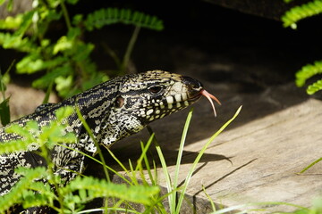 The Argentine black and white tegu (Salvator merianae), also known as the Argentine giant tegu, the black and white tegu, or the huge tegu, is a species of lizard in the family Teiidae. Fortaleza - BR