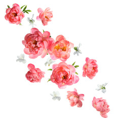 Naklejka premium Beautiful fresh flowers falling on white background