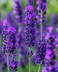 Obraz premium Captivating lavender bloom in vibrant purple hues against a soft green backdrop in a serene garden setting