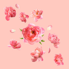Beautiful fresh flowers falling on pastel coral background