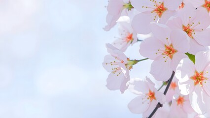 Cherry blossom, Pink sakura flowers with nice background color