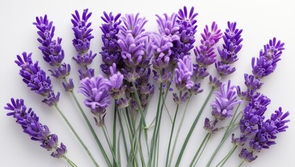 Obraz premium Lavender flowers separated against a white background.