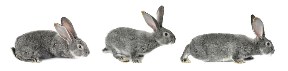 Naklejka premium Cute grey rabbit on white background, set