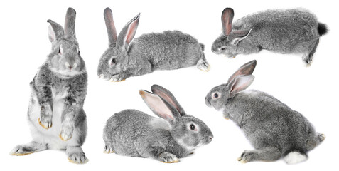 Obraz premium Cute grey rabbit on white background, collage. Views from different sides