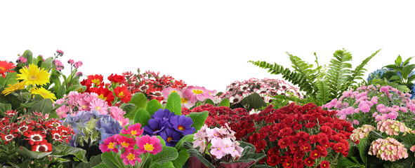 Gardening. Beautiful blooming potted flowers isolated on white, banner design